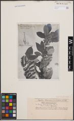Foto von Salix daiseniensis Seemen